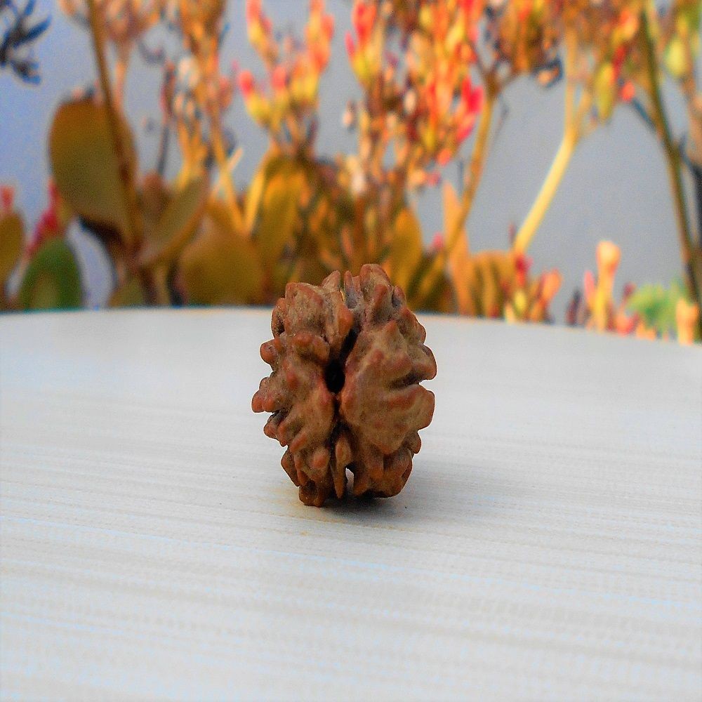 1591692831_Two-Mukhi-Rudraksha.jpg