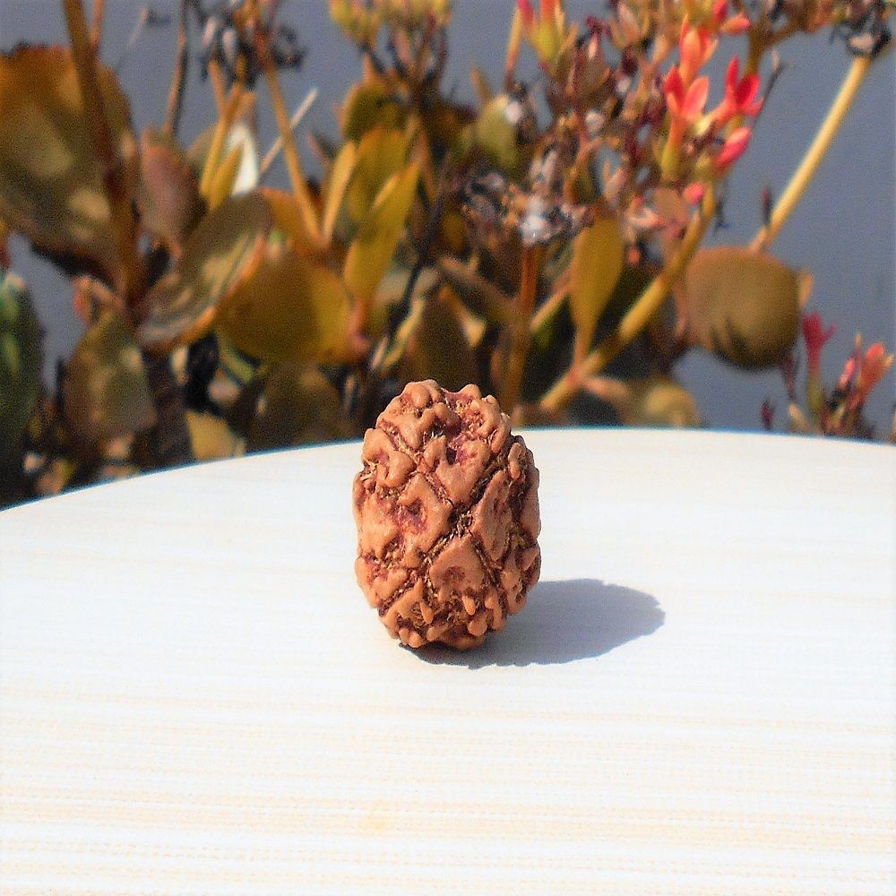 1591696444_4-Mukhi-Rudraksha.jpg