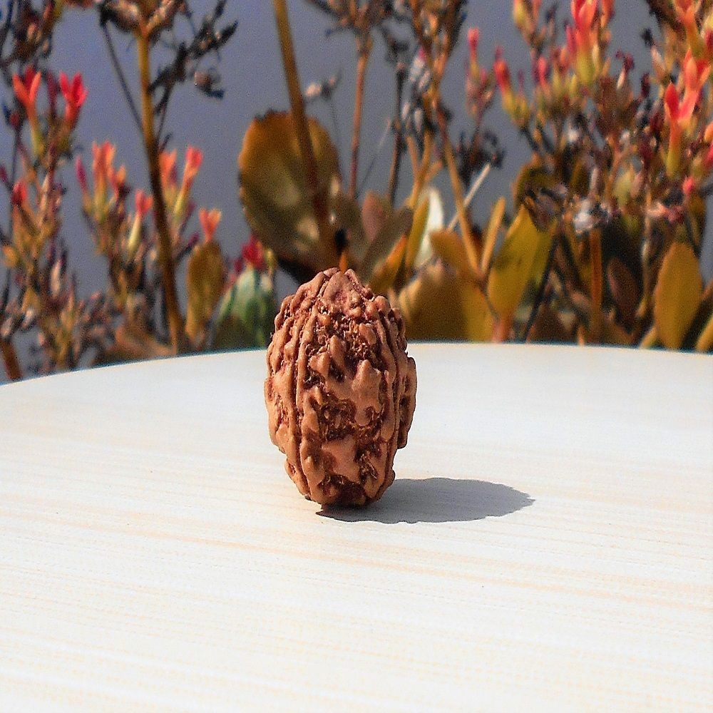 1591696630_4-Face-Rudraksha.jpg