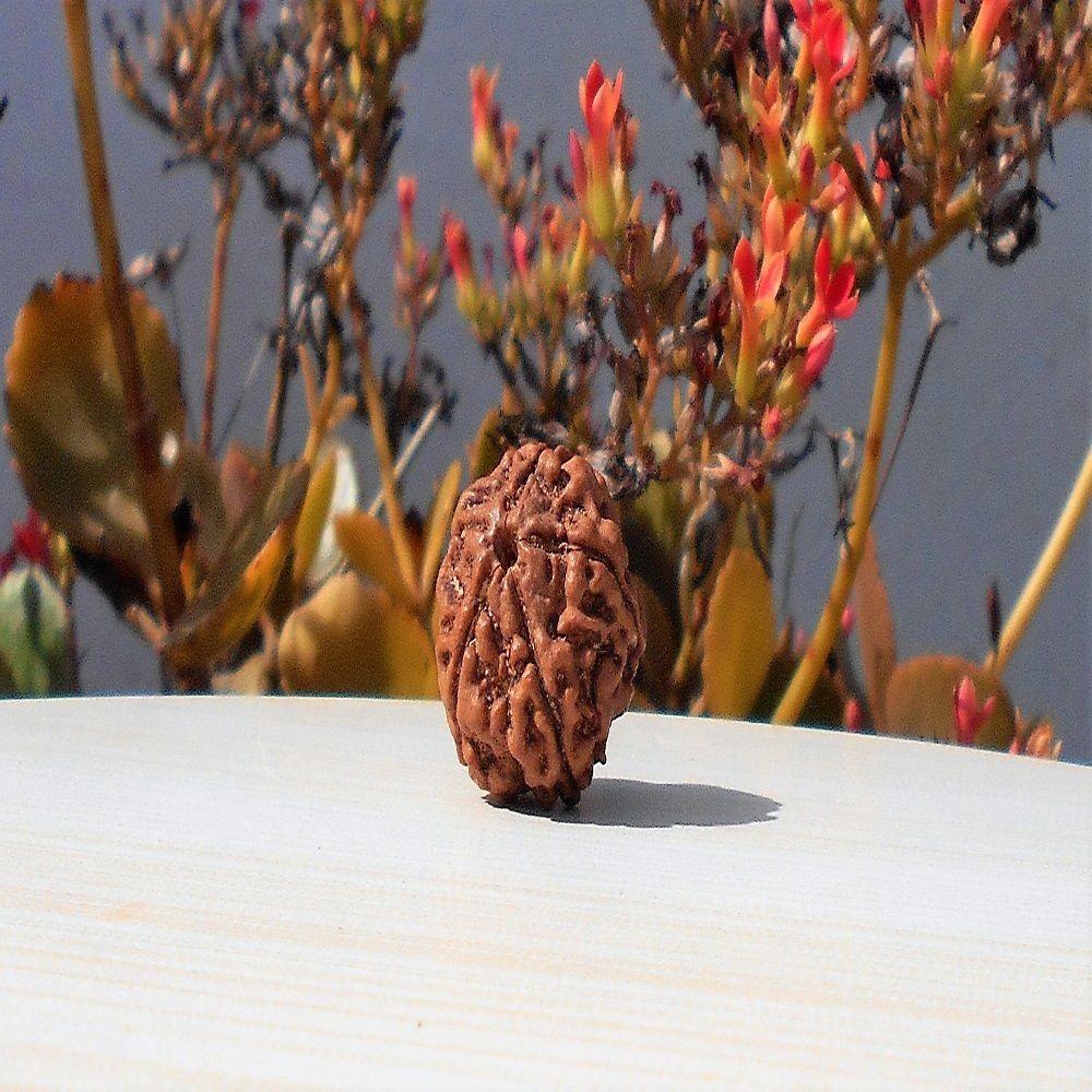 1591893307_Five-Mukhi-Rudraksha.jpg