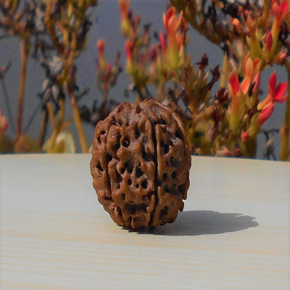 1592015477_Six-Face-Rudraksha.jpg