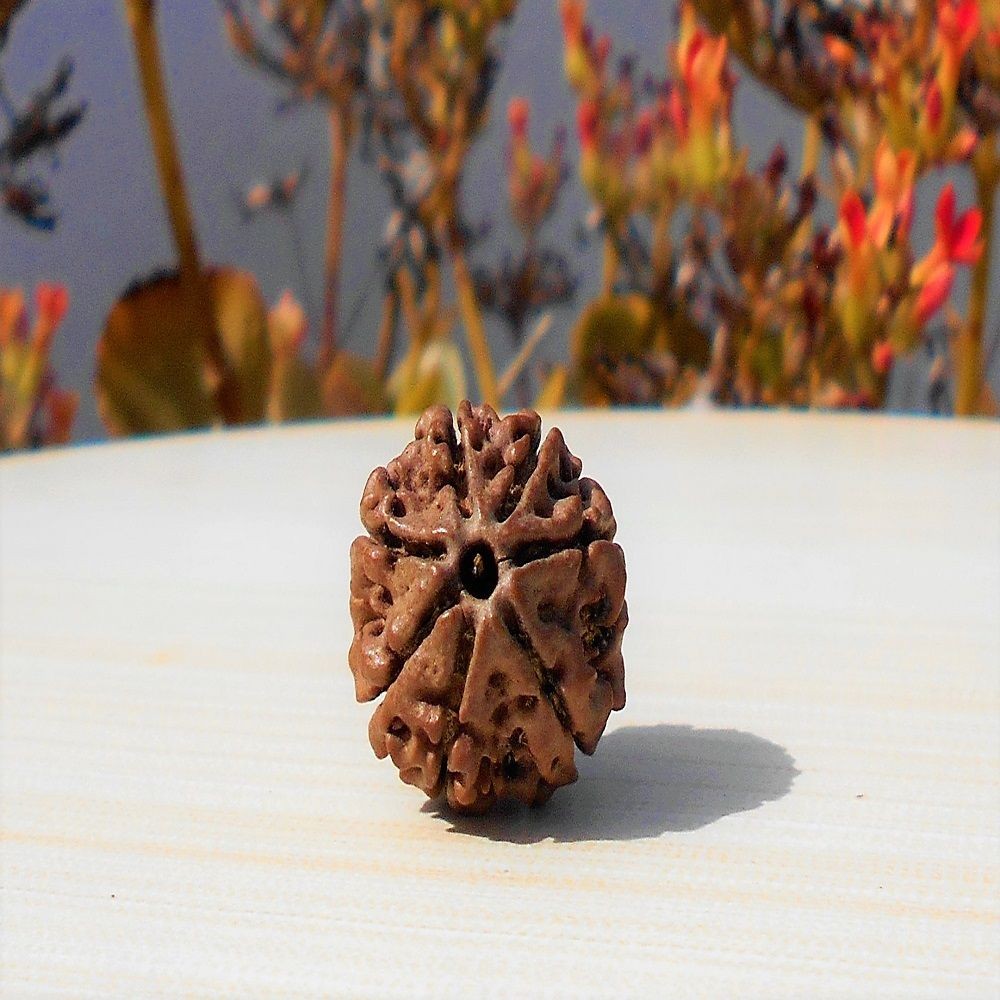 1592016388_Saat-Mukhi-Rudraksha.jpg