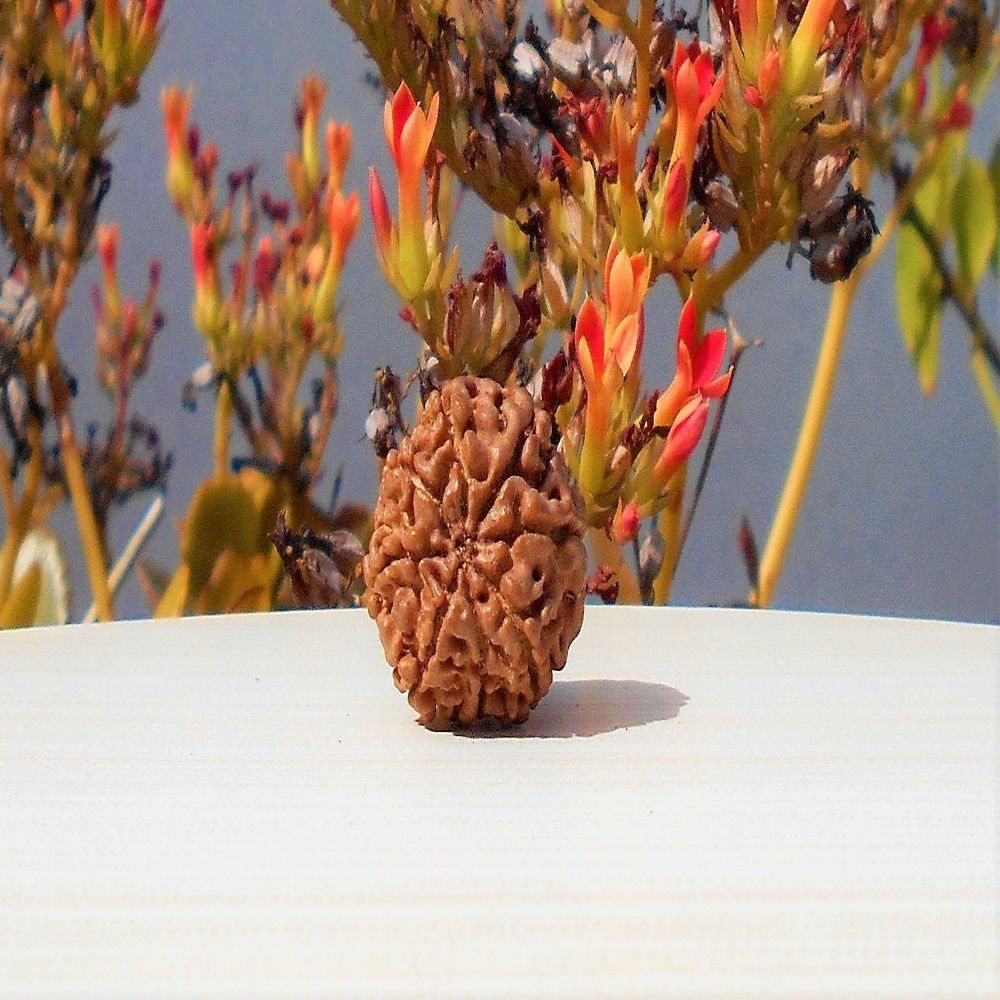 1592017637_Aath-Mukhi-Rudraksha.jpg