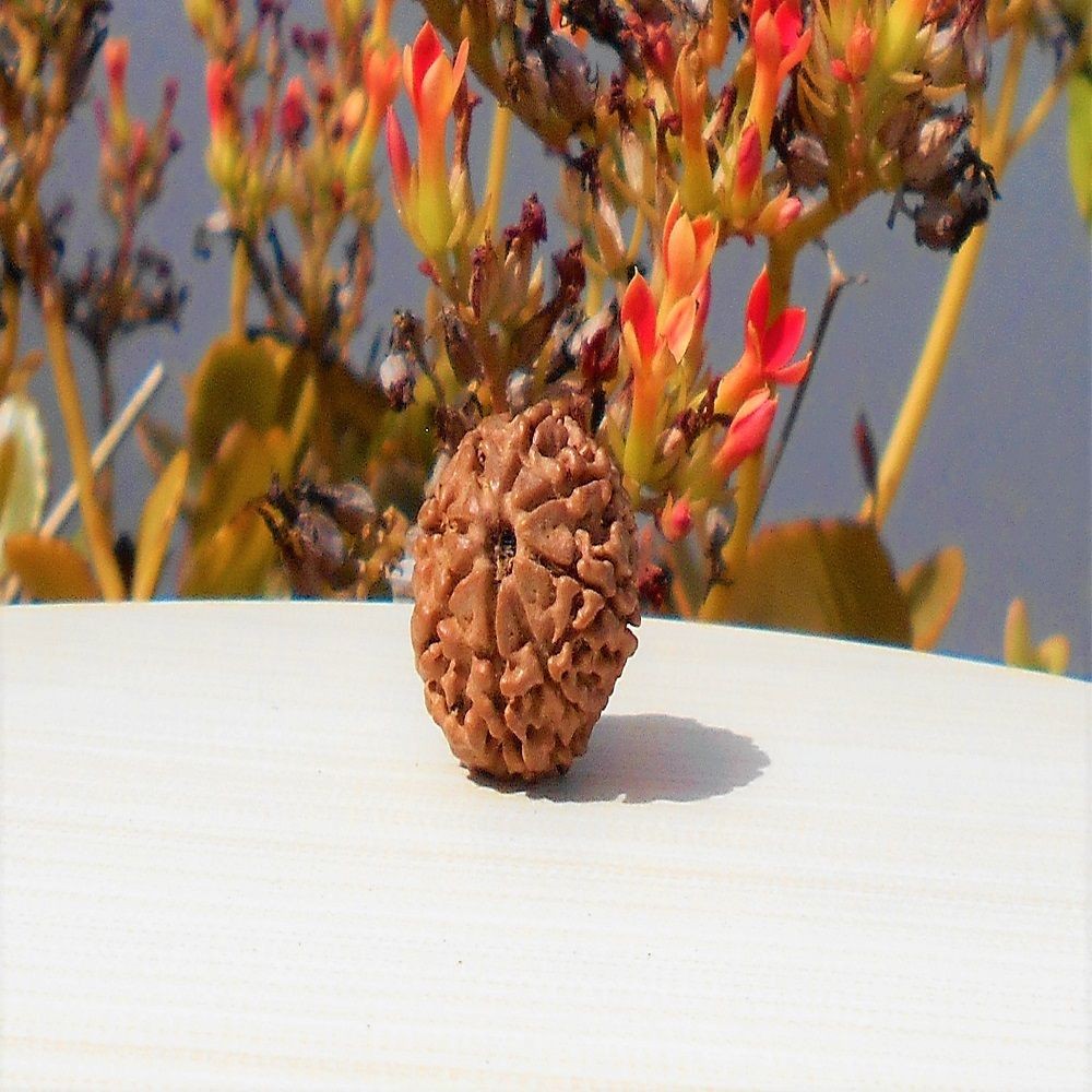 1592017637_Eight-Mukhi-Rudraksha.jpg