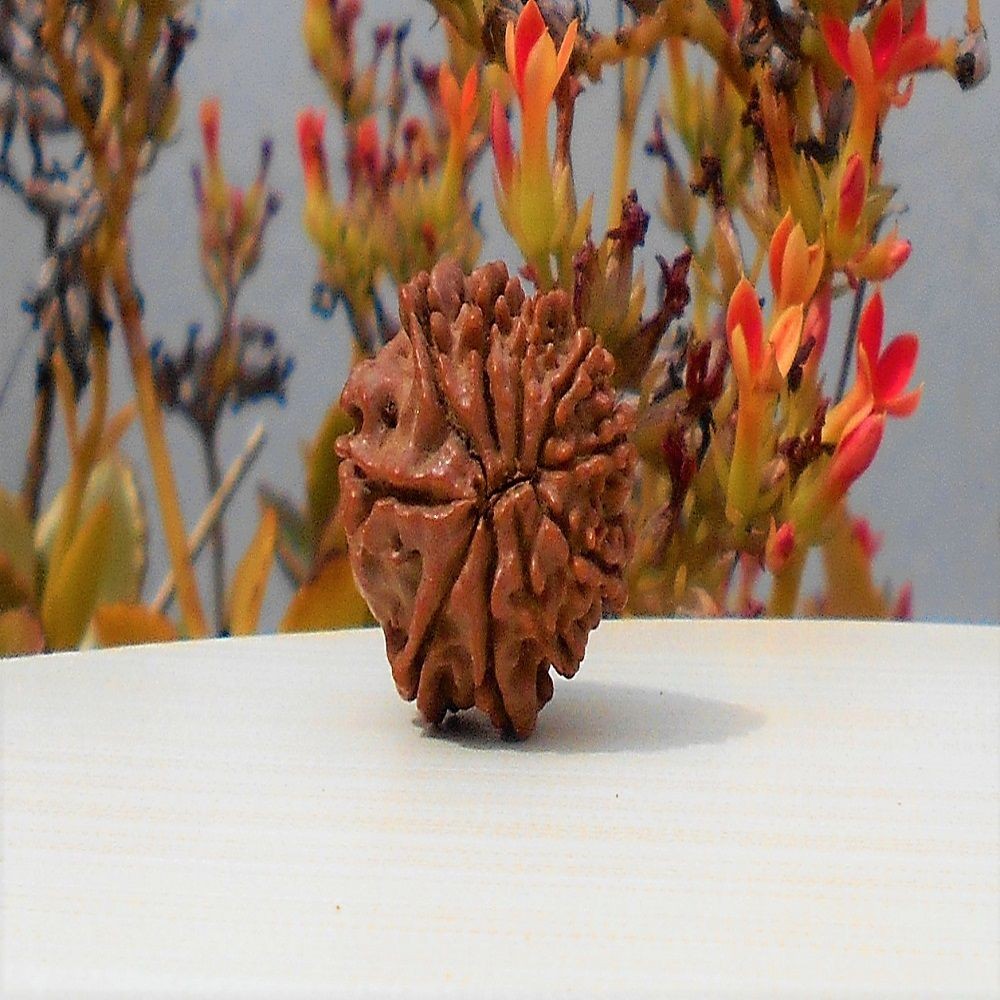 1592025576_Das-Mukhi-Rudraksha.jpg