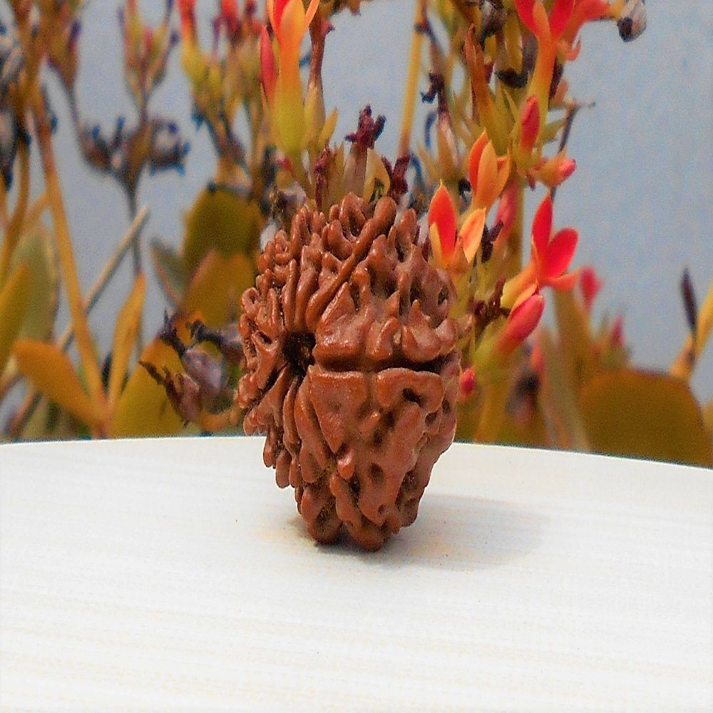 1592025577_Ten-Mukhi-Rudraksha.jpg