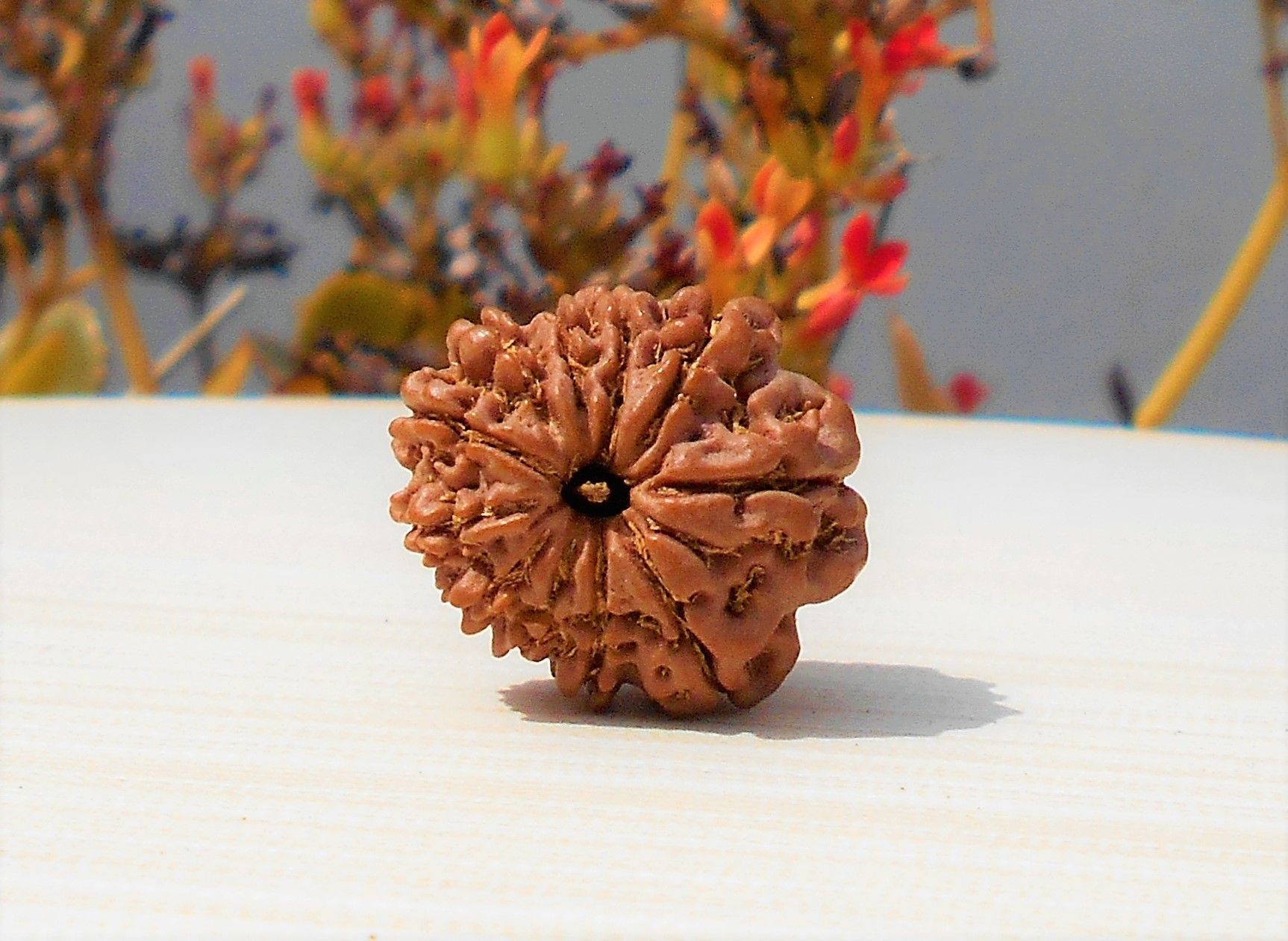 1592026907_11-Mukhi-Rudraksha.jpg