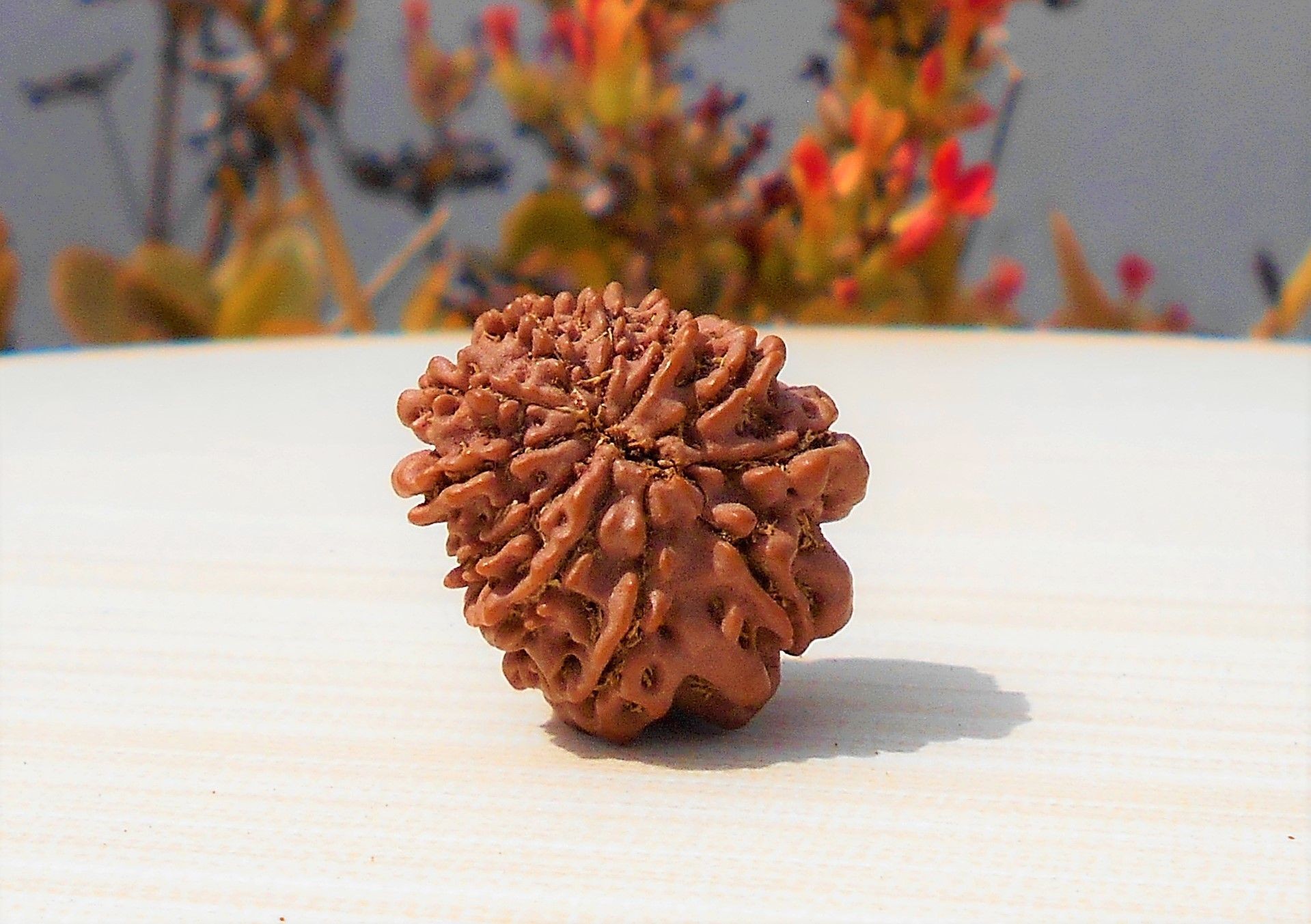 1592027606_Eleven-Mukhi-Rudraksha.jpg