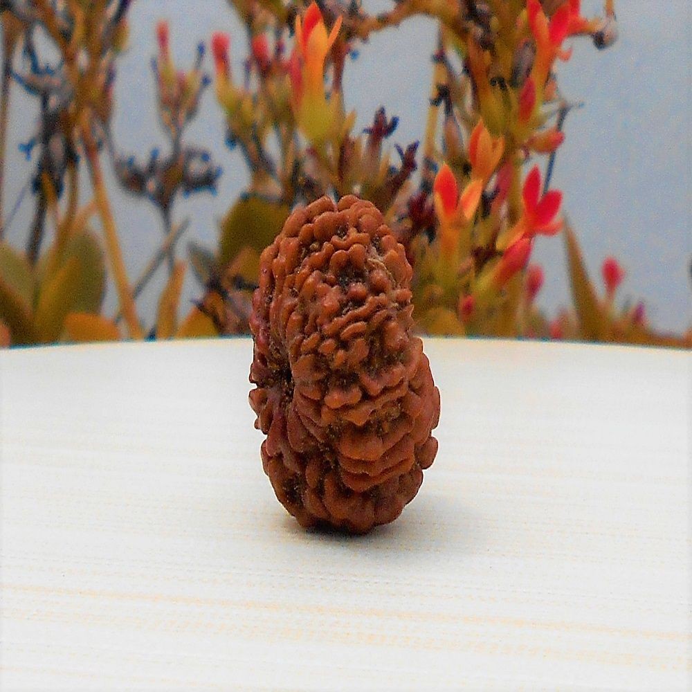 1592028373_Twelve-Face-Rudraksha.jpg