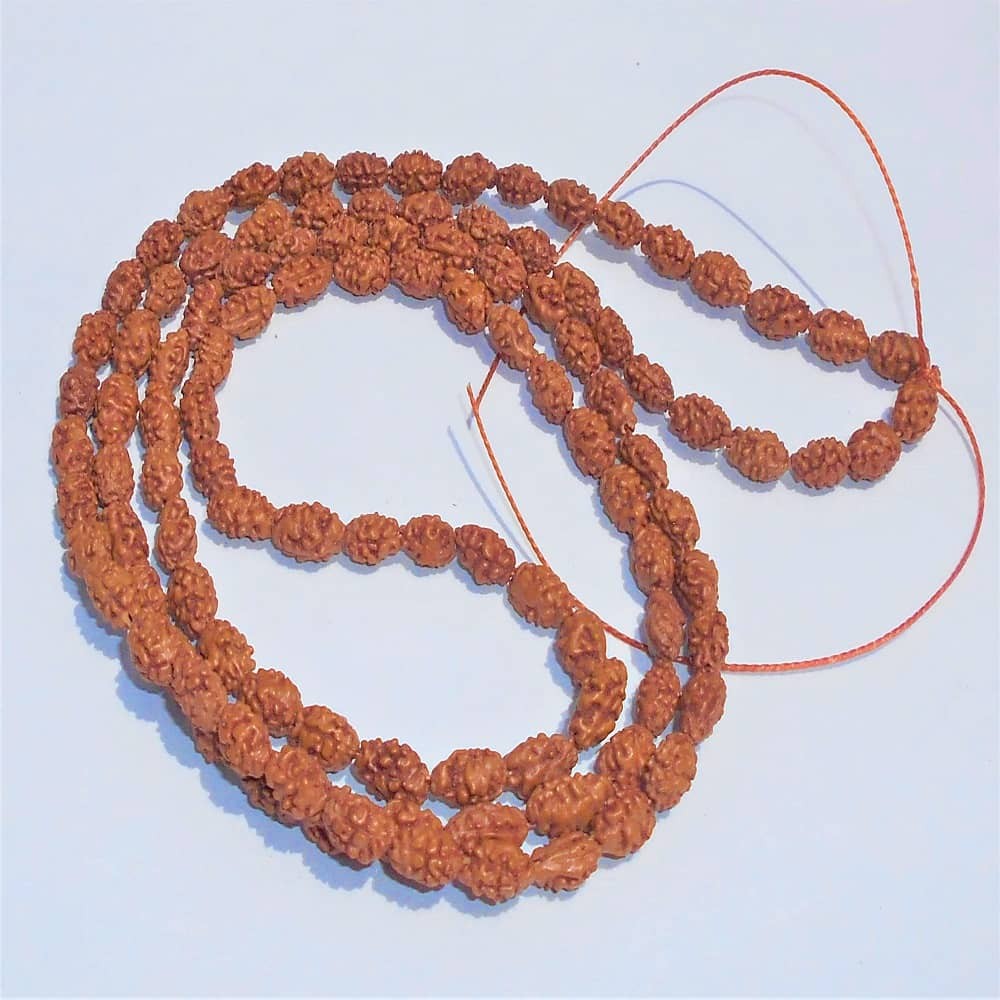 1625556945_2-Mukhi-Mala-Rudraksha.JPG