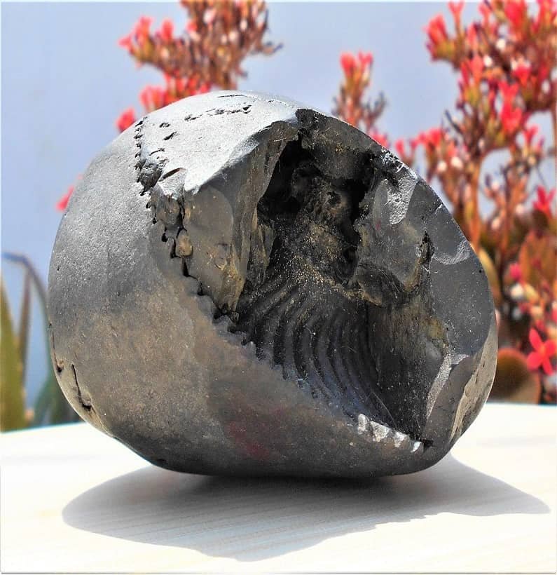 Chakra Laxmi Narayan Shaligram