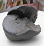 Double Open Sudarshan Chakra Ammonite