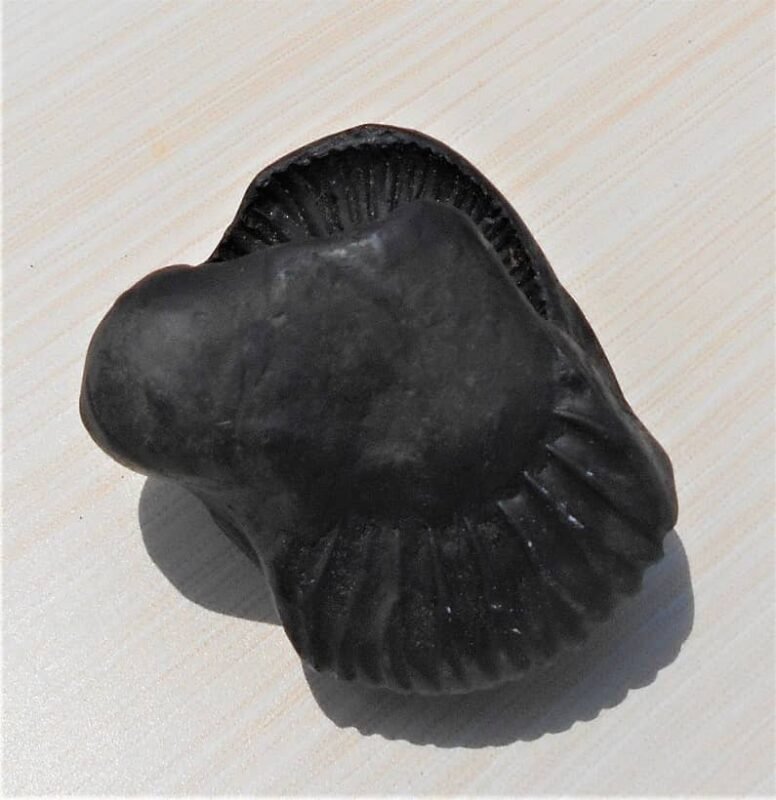Lakshmi Narayan Ammonite