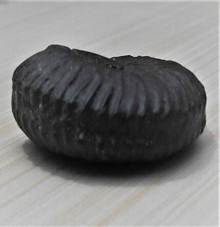 Navi Sudarshan Chakra Ammonite
