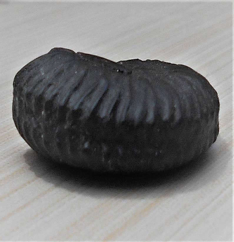 Navi Sudarshan Chakra Ammonite