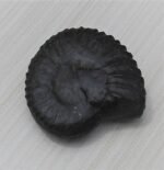 Navi Sudarshan Chakra Shaligram