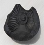 Open Single Chakra Shaligram