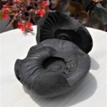 Open Sudarshan Chakra Shaligram