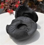 Open Sudarshan Chakra Shaligram