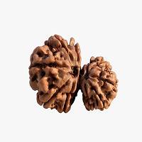 Rare-Rudraksha