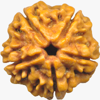 Rudraksha Beads