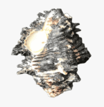 Black Shani Shankh - Conch-Shell - Image 5