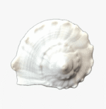 Conch Shell