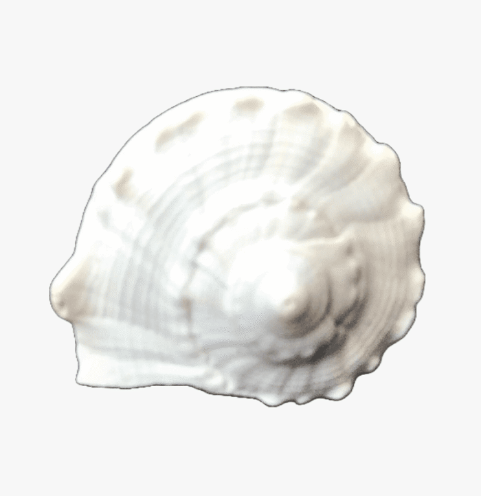 Conch Shell