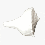 Daxina Varti Shankh