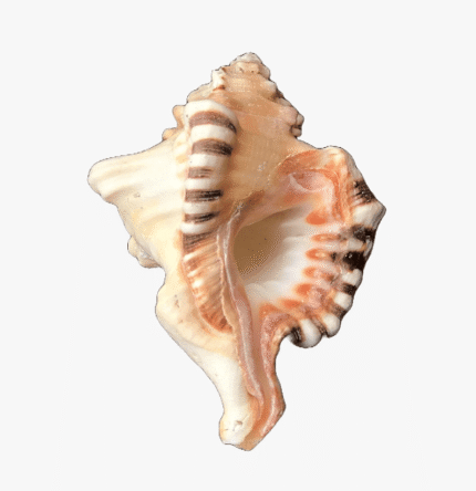 Ganesh Shankh