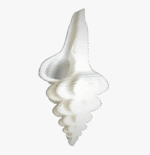 Gauri Shankar Conch Shell