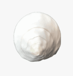 Left Handed Conch