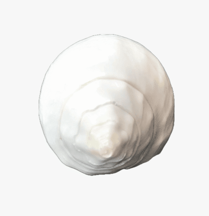 Left Handed Conch