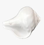 Non Blowing Left Handed Conch