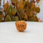 Ek Mukhi Rudraksha Small Size