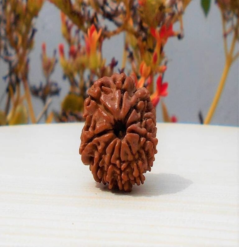 10 Mukhi Rudraksha from Nepal