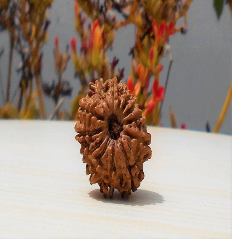 13 Mukhi Rudraksha from Nepal