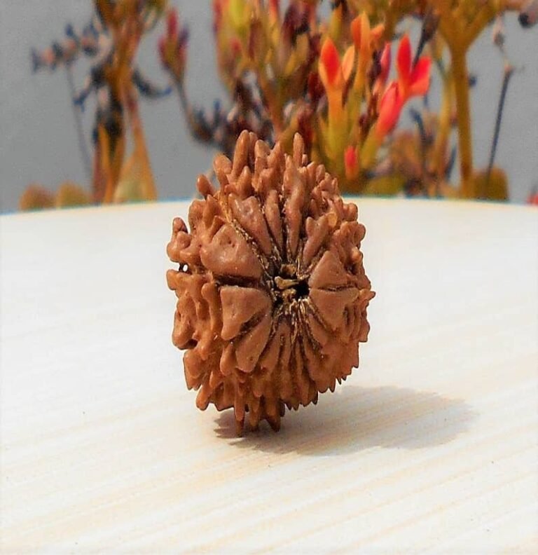 14 Mukhi Rudraksha Direct from Nepal