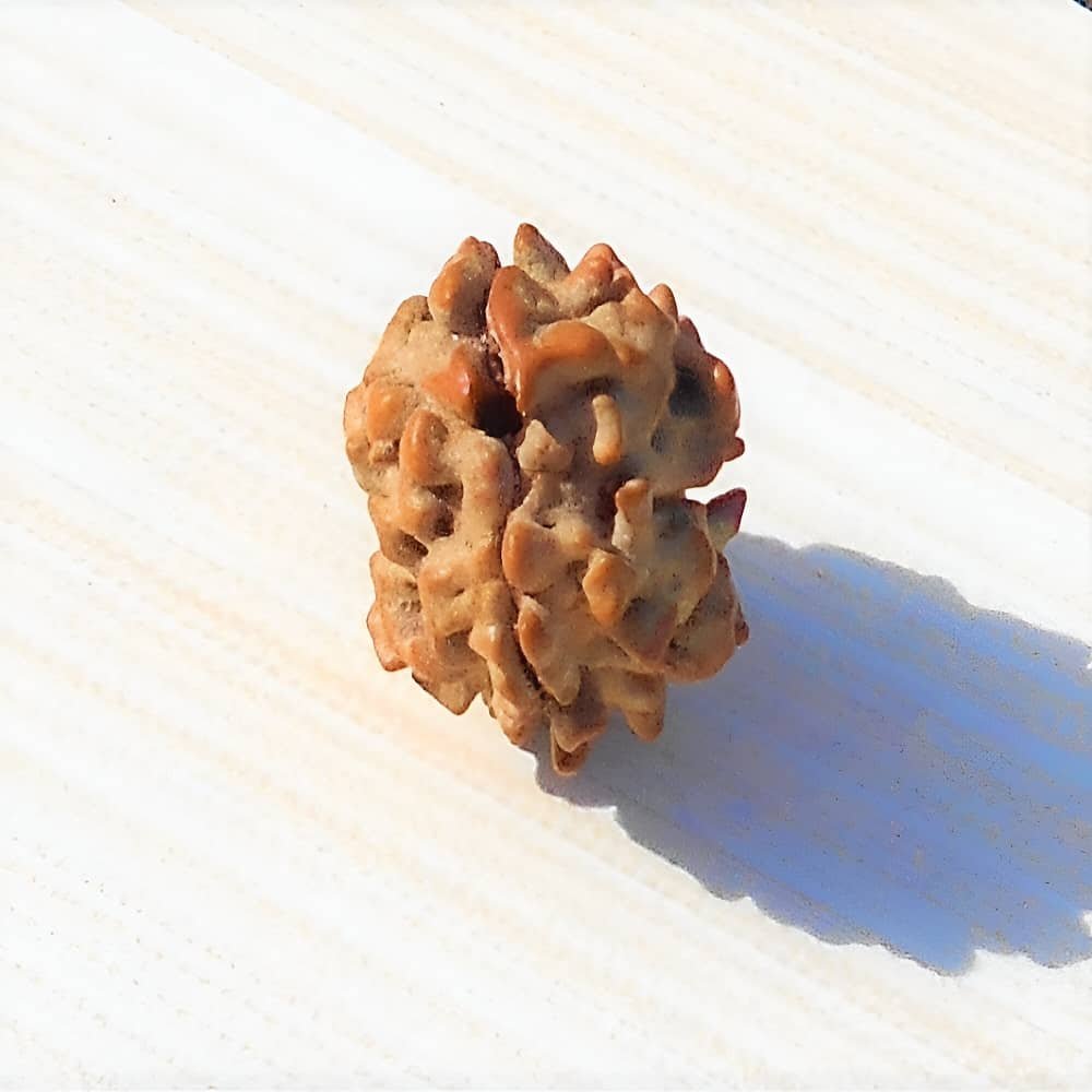 2 Mukhi Himalayan Rudraksha Bead – Embrace Divine Unity & Relationship Harmony 2 Mukhi Rudraksha