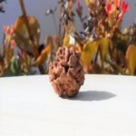 3 Mukhi Nepali Rudraksha Bead
