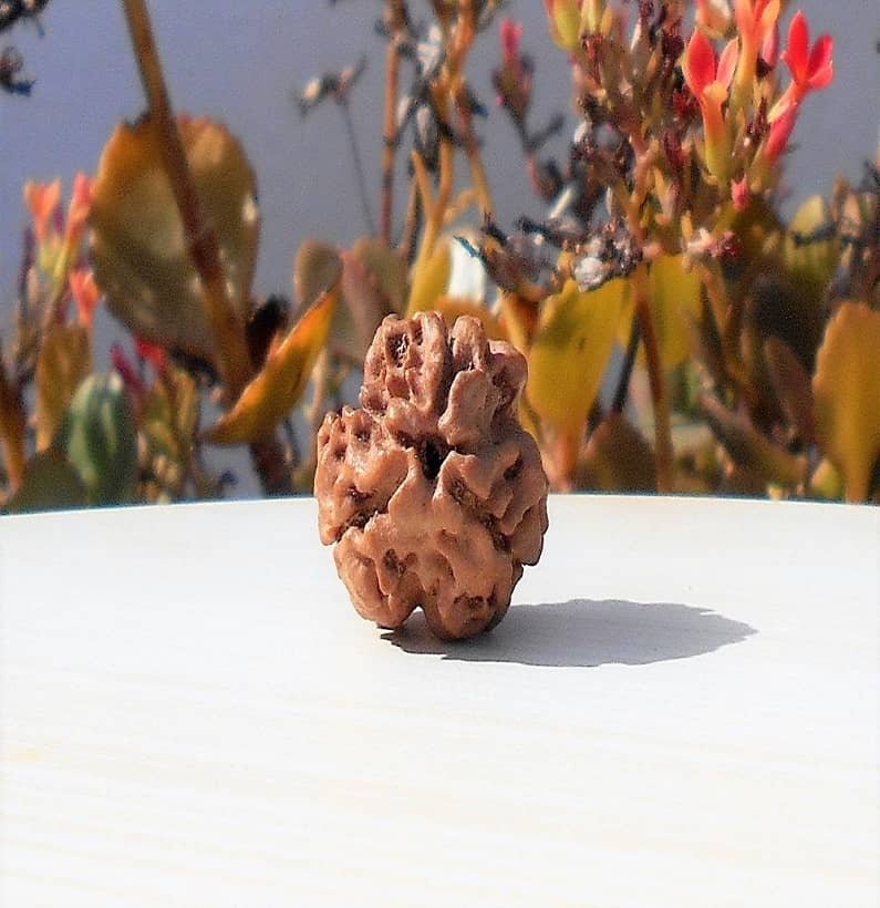 3 Mukhi Nepali Rudraksha Bead 3 Mukhi Nepali Rudraksha Bead