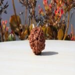 Nepali 5 Mukhi Rudraksha