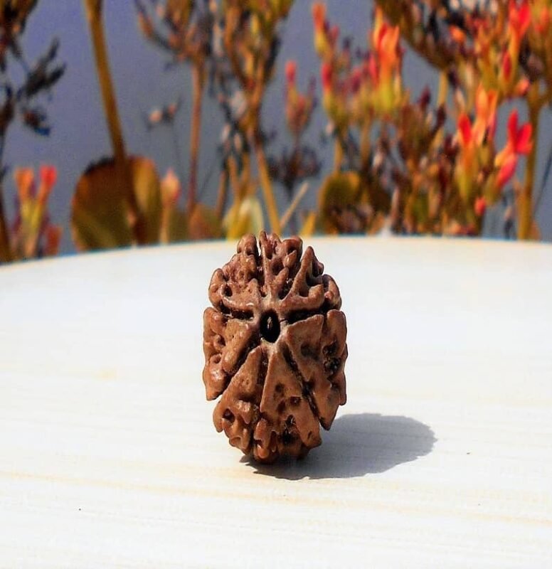 Nepali 7 Mukhi Rudraksha
