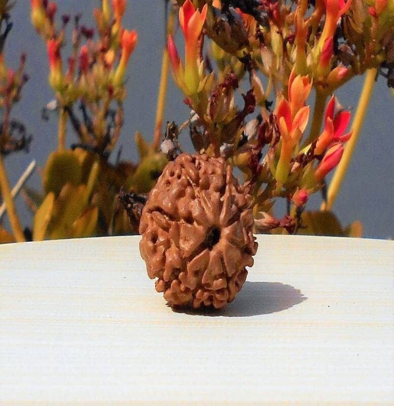 8 Mukhi Rudraksha Nepali