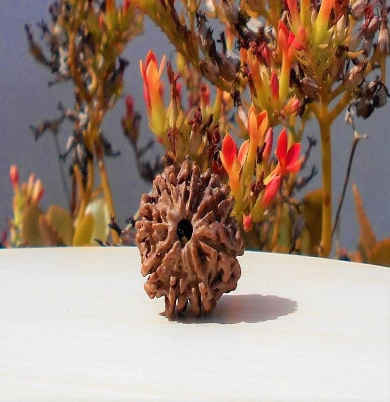 Nepali 9 Mukhi Rudraksha