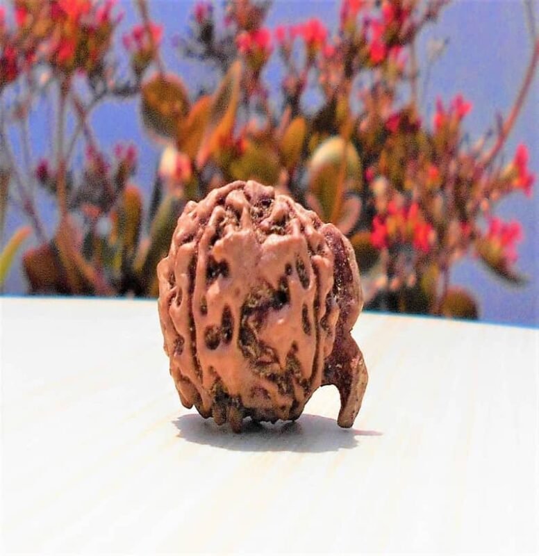 Nepali Ganesh Rudraksha