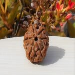 Nepali 6 Mukhi Rudraksha