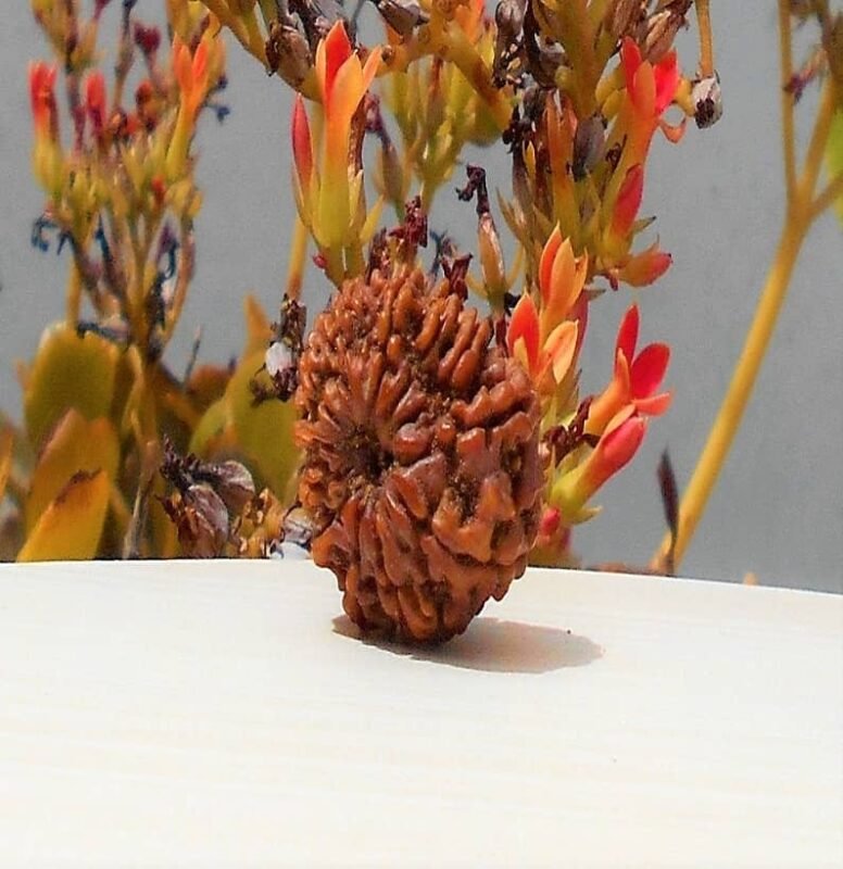 Twelve Mukhi Rudraksha from Nepal
